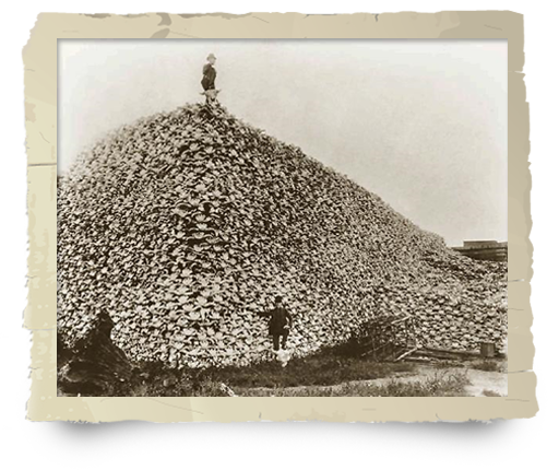 Bison Skulls