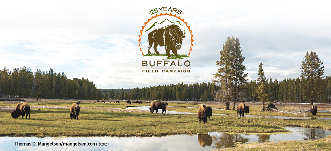 bfc bison photo Thomas D Mangelson photo