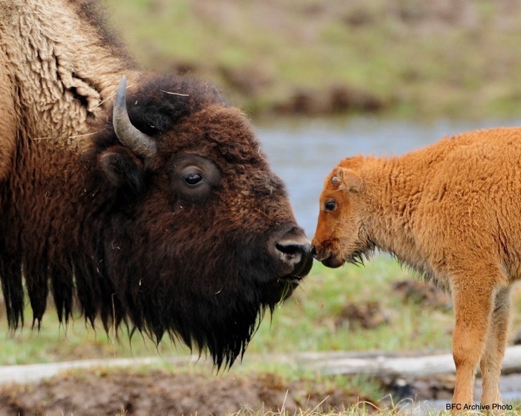 Photo by Sandy Sisti. Full use permission granted. sandysisti@yahoo.comSandy Sistiwww.wildatheartimages.comP.O. Box 305Wapiti, WY 82450NOTE: Sandi's photo (bulls sparring) was the September photo in the 2011 calendar.