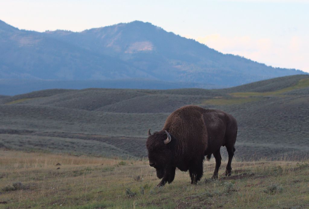 2022 03 07 01 001 bison in field