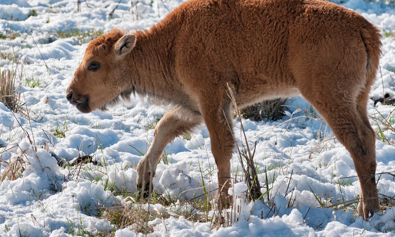 2022 04 21 01 001 bison calf